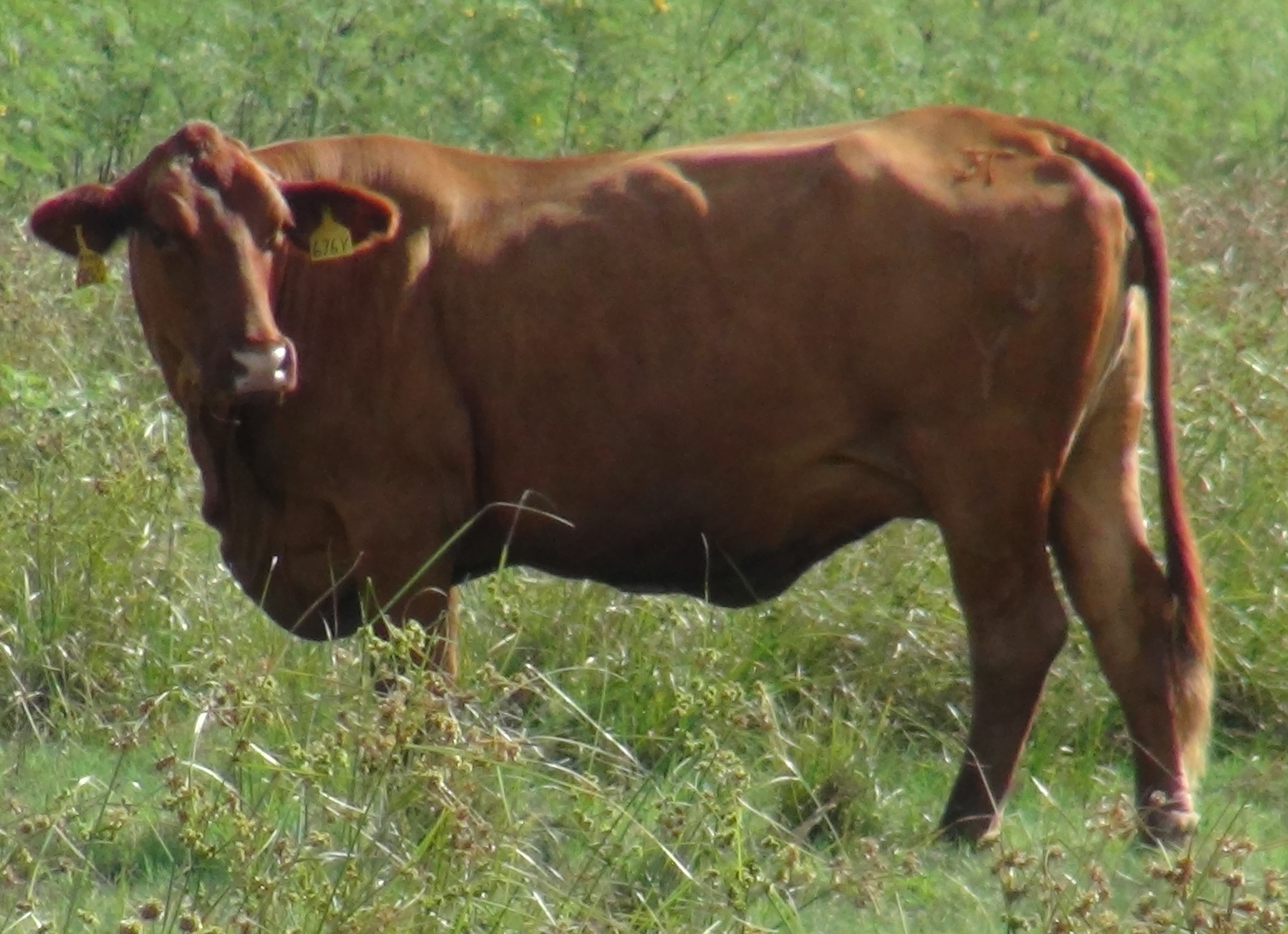 Recipient Cows – Rocking 711 Ranch