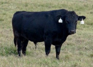 Wagyu Genetics – Rocking 711 Ranch