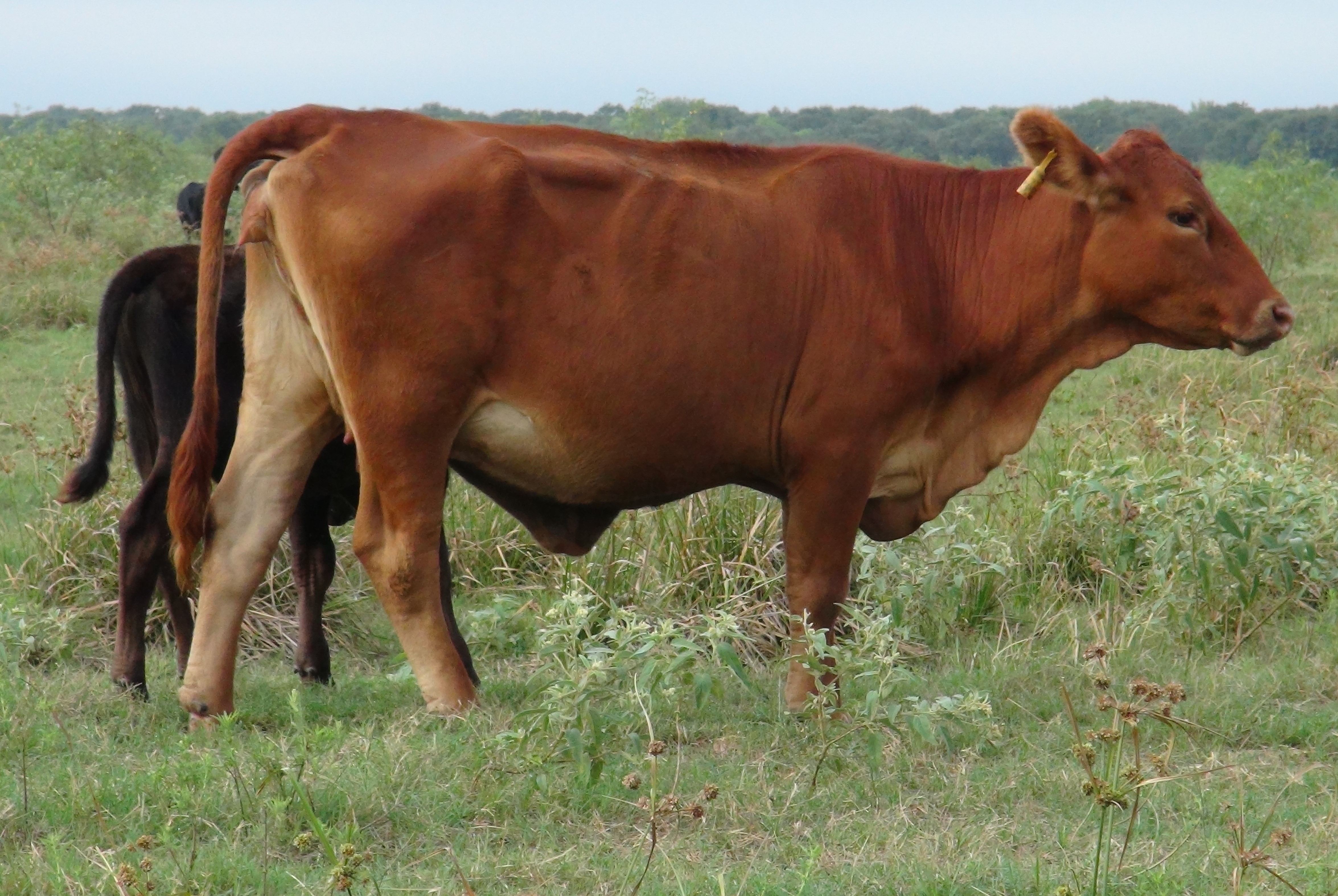 Recipient Cows – Rocking 711 Ranch